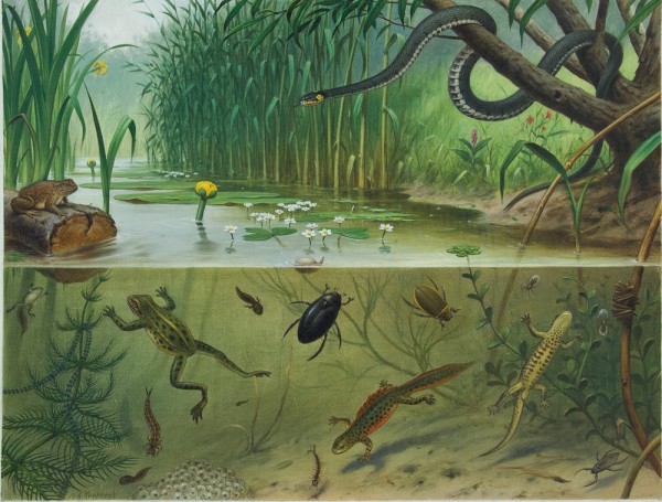 Lezing 'Koekkoek! Over de geschiedenis van natuur- en milieueducatie, 1857-1970' Lezing 'Koekkoek! Over de geschiedenis van natuur- en milieueducatie, 1857-1970'